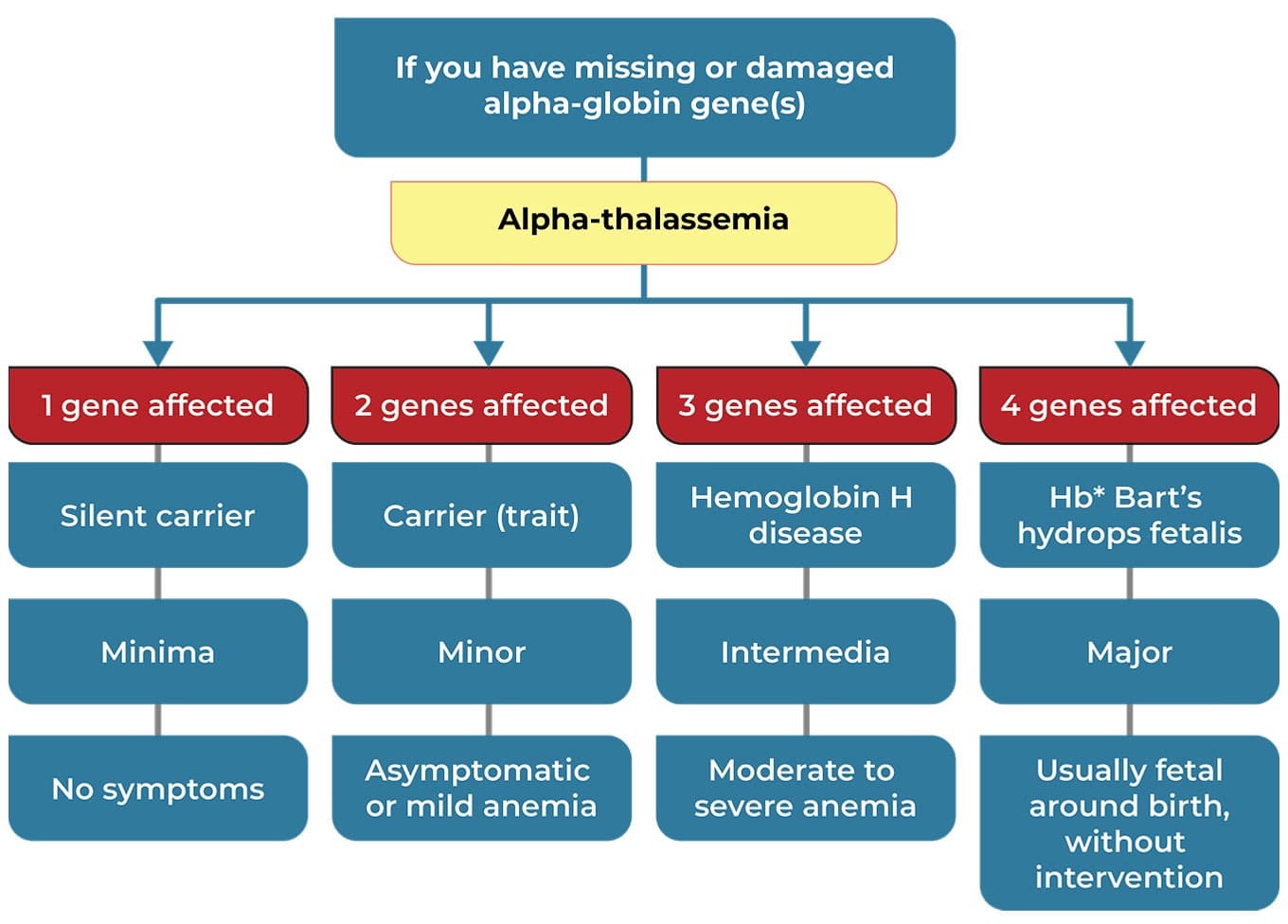 The number of genes affected in alpha-thalassemia determine the severity of anemia