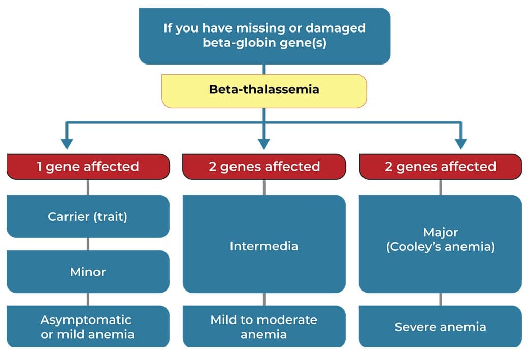 The number of genes affected in beta-thalassemia determine the severity of anemia